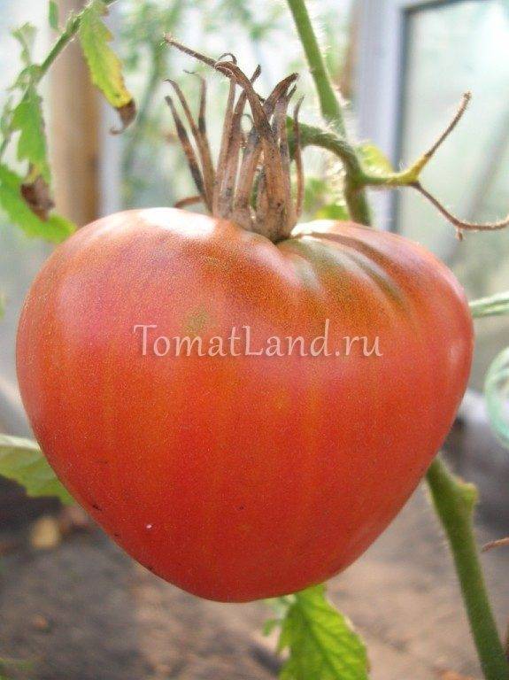 Томат "фатима" : описание сорта помидор, его основные характеристики и фото, а также особенности выращивания
