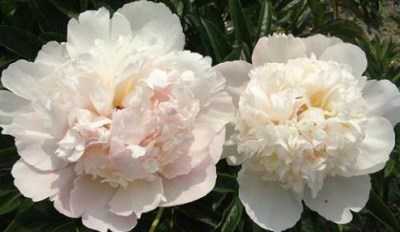 Лучшие сорта травянистых белых пионов: бело-розовые, махровые, с красными штрихами