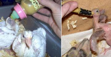 Как выкормить и выходить птенца голубя в домашних условиях