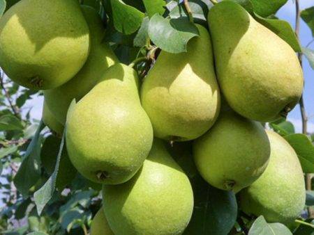 Почему гниют плоды груши прямо на дереве и что с этим делать