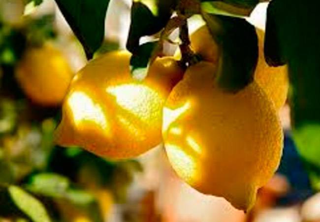 Болезни лимона домашнего причины и лечение