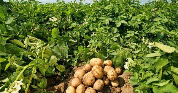 Картофель посадка и уход в открытом грунте