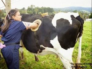 Что делать при вздутии живота у коровы, телят, крс (лечение тимпании рубца)