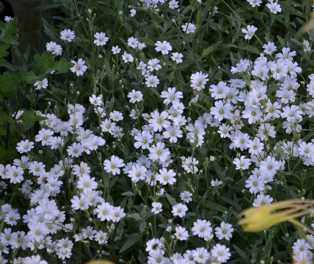 Алиссум «снежный ковер» (35 фото): посадка и уход, выращивание цветов из семян, лобулярия белого цвета на клумбе