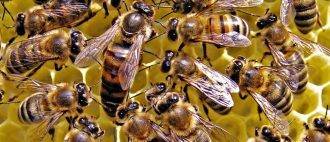 Как разводить пчёл?