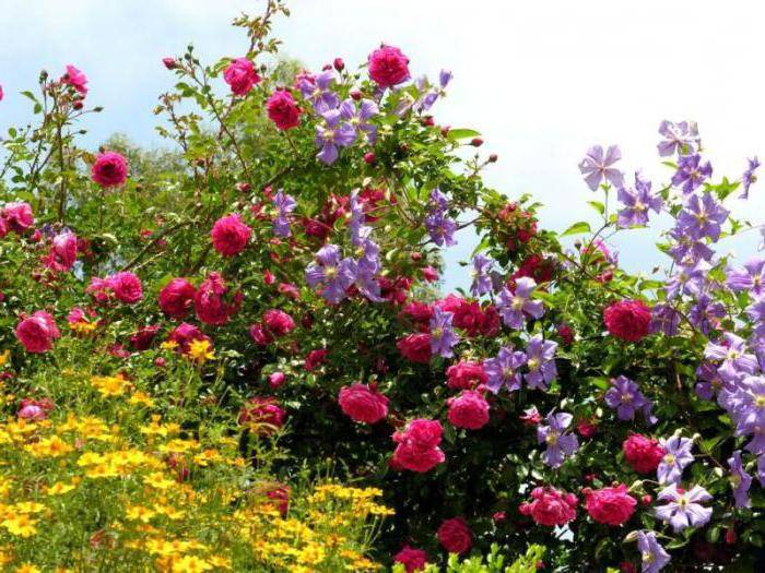 Плетистая роза лагуна: описание и фото. описание розы «лагуна» (плетистая) с отзывами и уходом уход за саженцами роз
