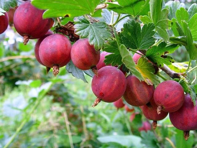 Описание сорта крыжовника колобок: корневая система, вкусовые качества ягод