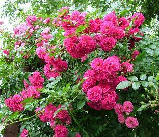 Плетистая роза «симпатия» (29 фото): описание сорта, особенности посадки, выращивания и ухода, отзывы
