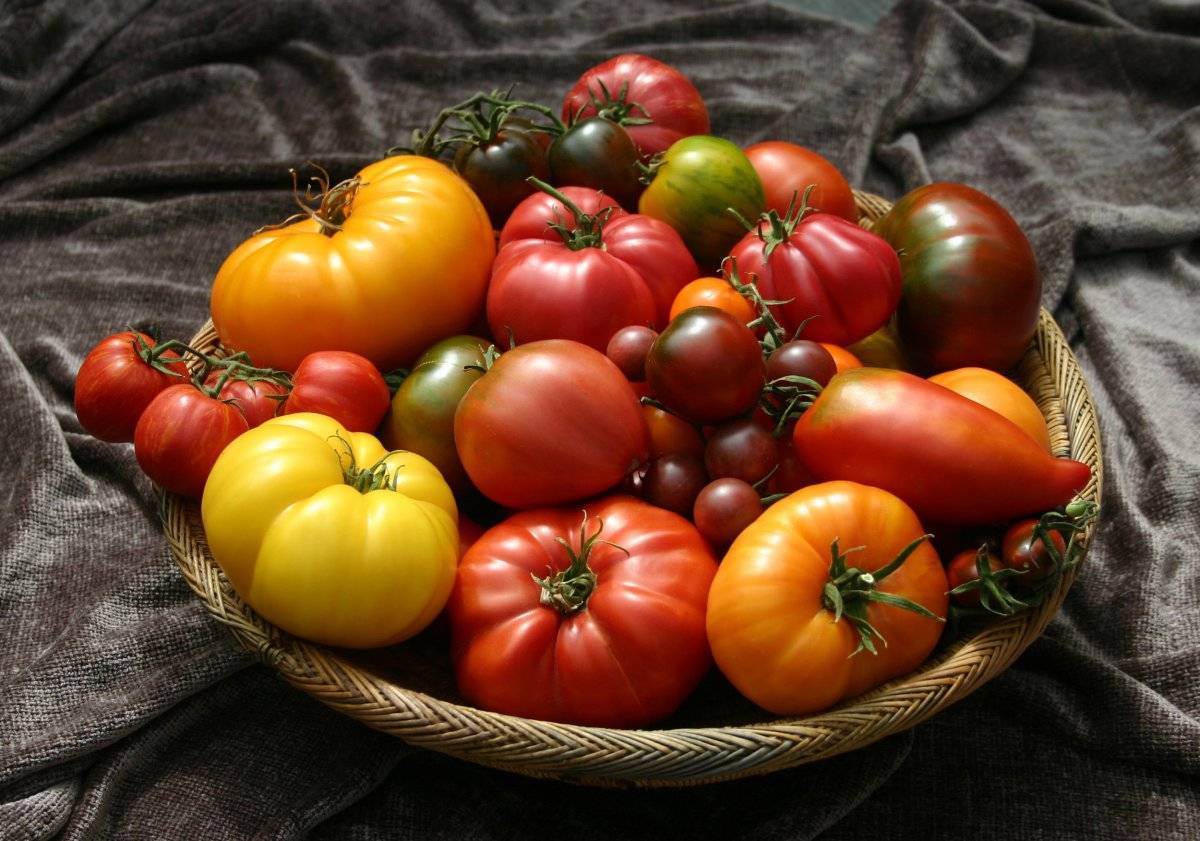 Что такое детерминантные помидоры: разбираемся в понятии и знакомимся с лучшими сортами-представителями
