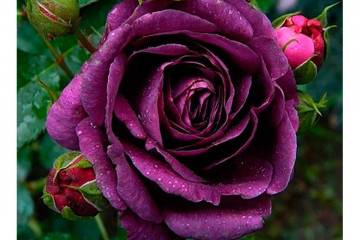 Как вырастить в саду плетистую розу алоха