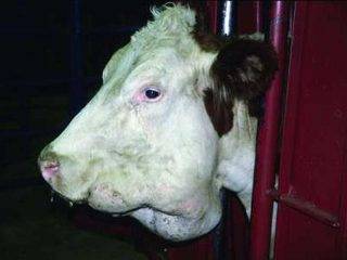 Почему теленок или корова потеет: причины, лечение