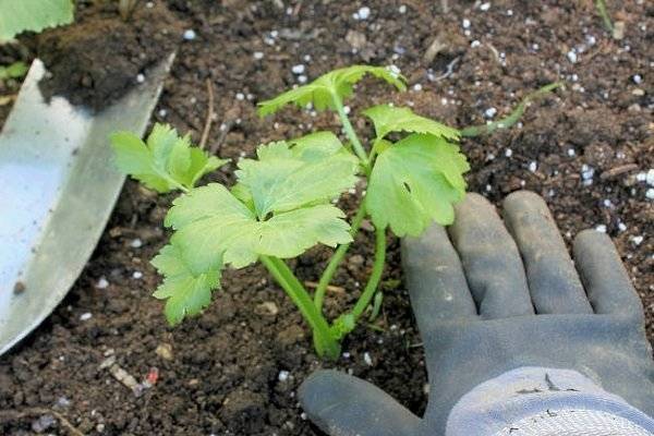 Выращивание петрушки из семян на подоконнике в горшке или на балконе квартиры: пошаговая инструкция как сажать корневую зелень, уход в домашних условиях