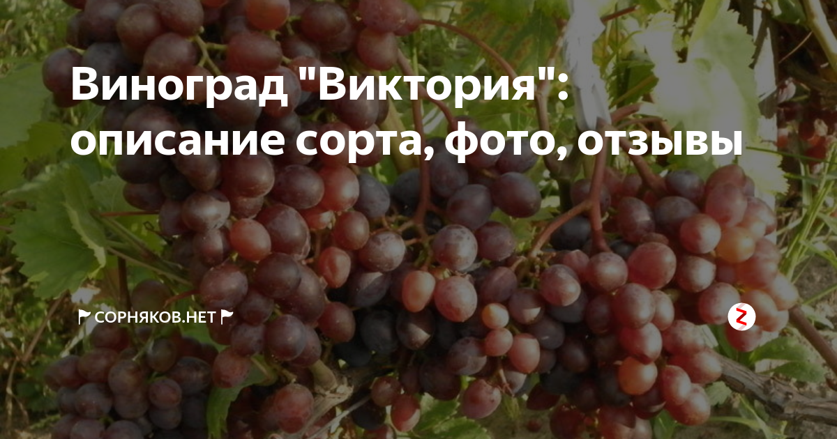 Сорт винограда «виктория», особенности его выращивания в московской области