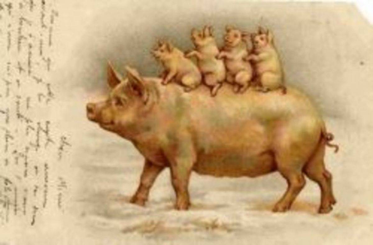 Статьи о племенном свиноводстве на piginfo | кормление лактирующих свиноматок: опыт фермера, получающего 39 отъемных поросят на свиноматку