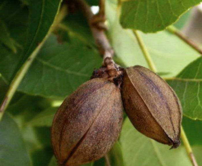 Простые советы, как вырастить грецкий орех из ореха осенью