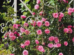 Чем отличаются парковые розы от чайно-гибридных?