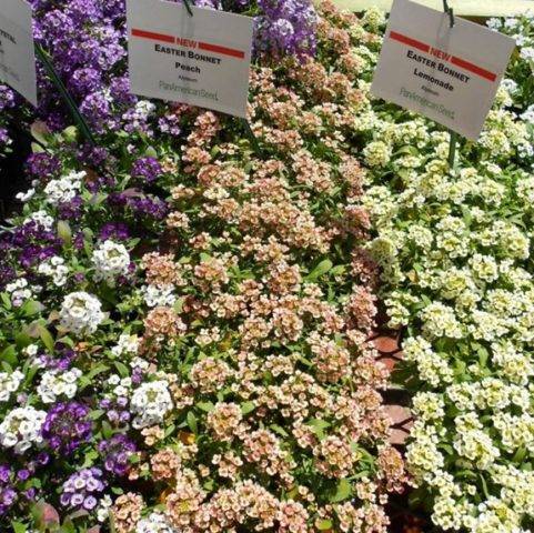 Цветок алиссум многолетний: выращивание, посадка и уход в открытом грунте