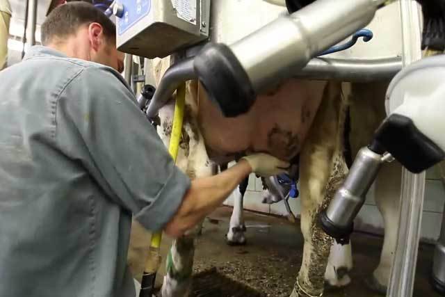 Лечение бородавок у коров цинковой мазью