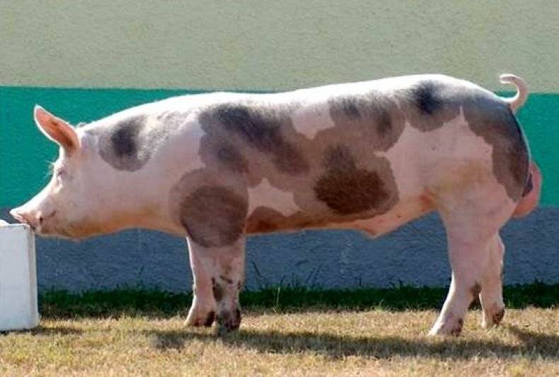 Мясные породы свиней: особенности выращивания