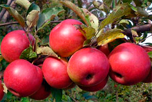 Характеристики яблони сорта «осеннее полосатое:» описание, фото, отзывы