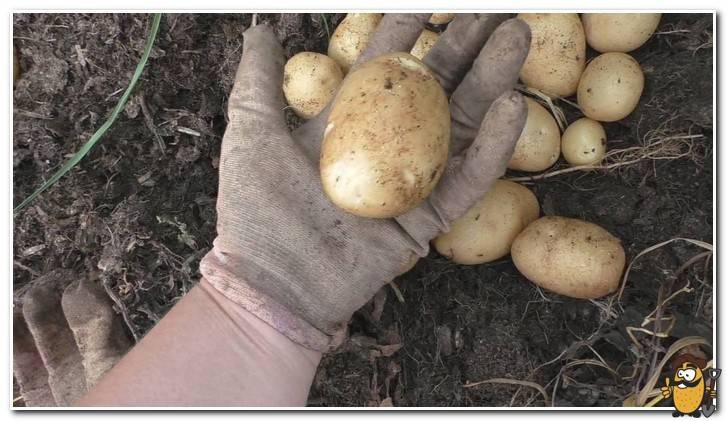 Сорт картофеля удача: описание, посадка и уход
