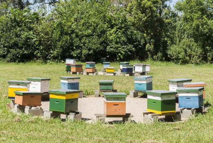 Пчеловодство: бизнес план пасеки, выгодно или нет открывать бизнес по продаже меда