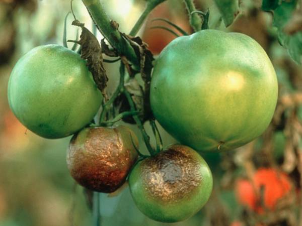 Совка на помидорах: методы борьбы препаратами и народными средствами