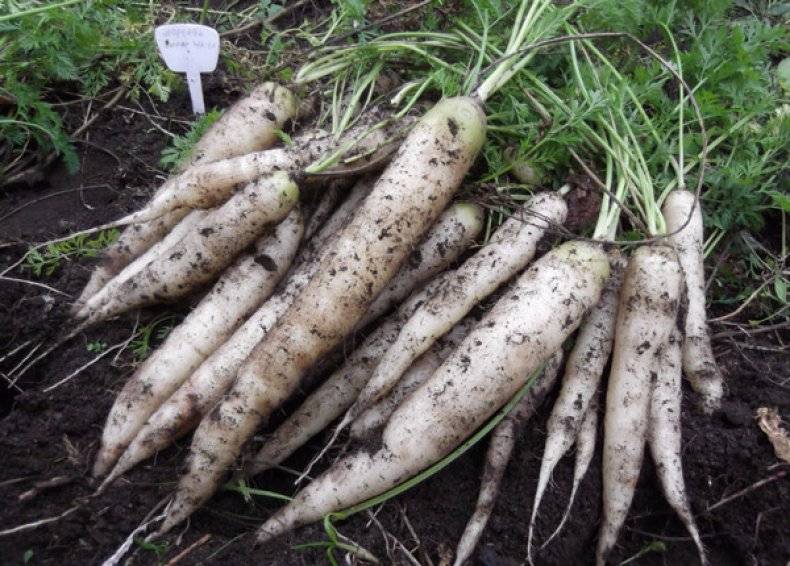 Морковь балтимор f1: характеристика и описание с фото, нюансы выращивания и сбор урожая, достоинства и недостатки, а также похожие сорта и отличие от других видов