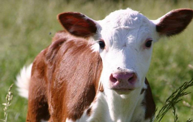 Как выбрать корову молочной, мясной или мясо-молочной породы? обзор лучших пород