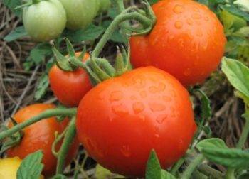 Лучшие сорта томатов для подмосковья для открытого грунта и теплиц