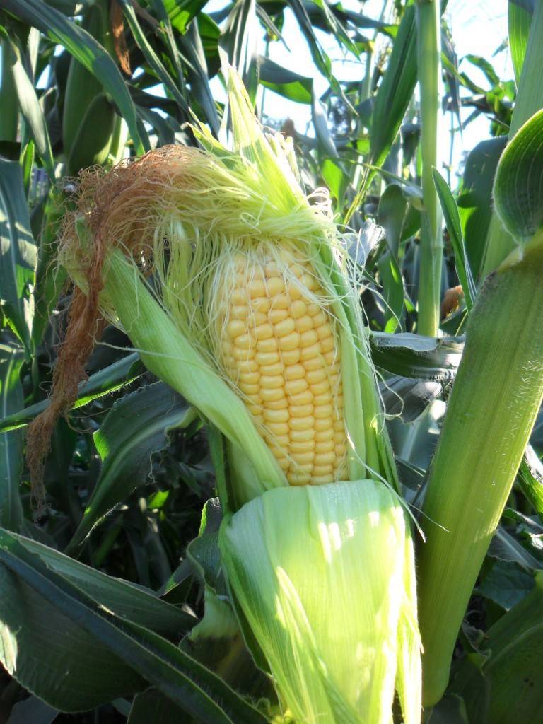 Правильная посадка семян сахарной кукурузы в открытый грунт в 2020 году 