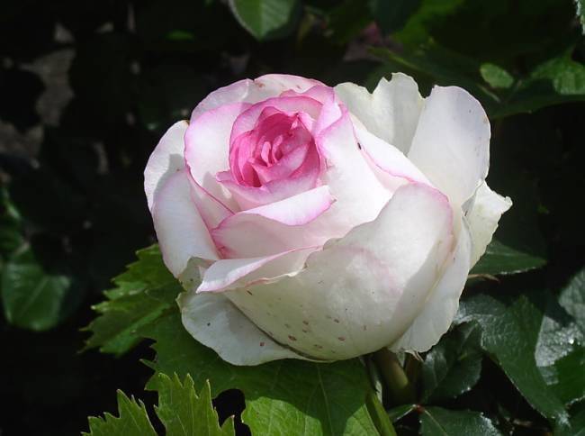 Роза белла вита (bella vita+)