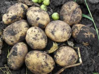 Картофель латона: описание сорта, фото, отзывы, урожайность, посадка и уход