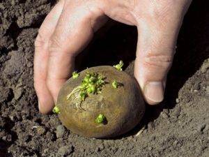 Описание и характеристика сорта картофеля ред леди, особенности посадки и ухода