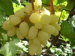 Описание и характеристика винограда ландыш