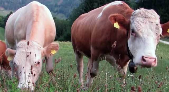 Почему у коровы солёное молоко: причины и решение проблемы