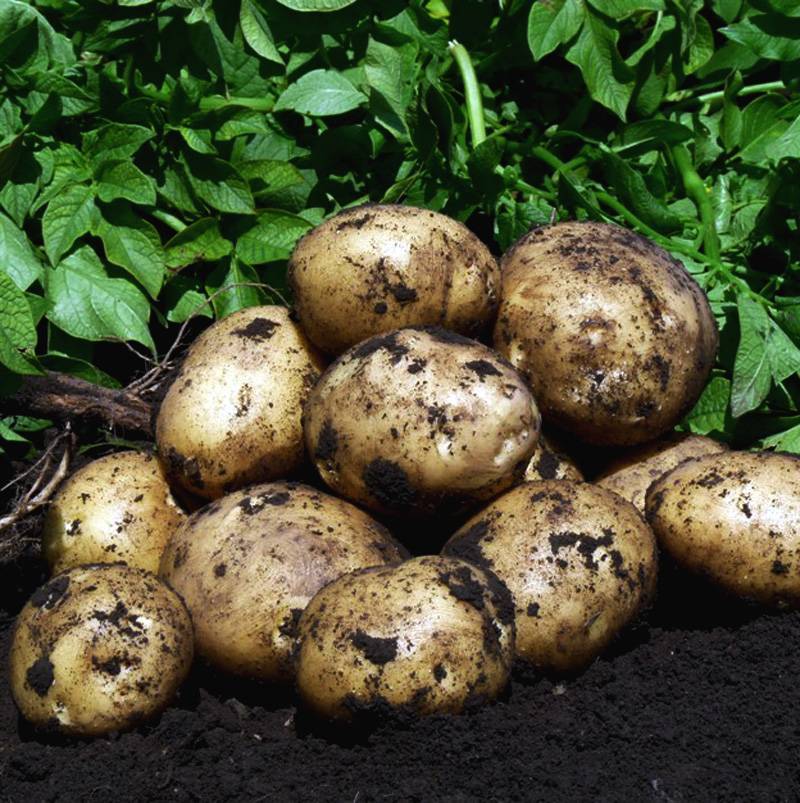 Сорт картофеля – ривьера: история и характеристики, посадка и уход