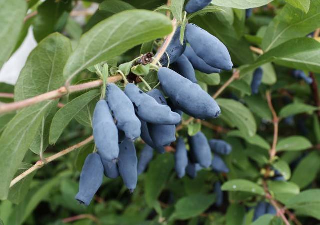 Жимолость голубая – описание, сорта, выращивание и уход — дом сад огород