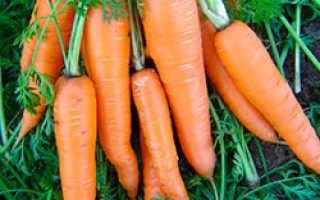 Описание и характеристики моркови сорта алтайская лакомка