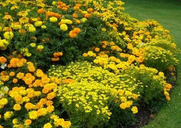 Низкорослые цветы для клумбы цветущие все лето: названия с фото