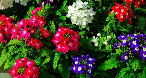 Вербена: посадка и уход, фото цветов в открытом грунте, а также как сохранить и выращивать зимой?
