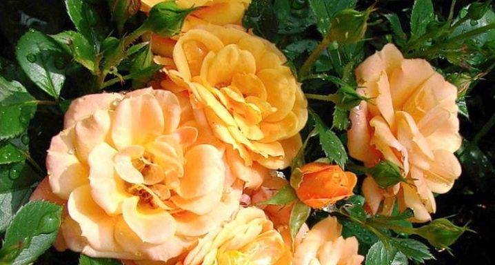Роза многоцветковая посадка и уход в открытом грунте фото