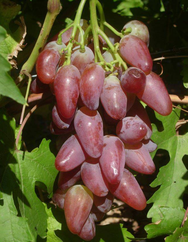 Характеристика винограда дубовского розового
