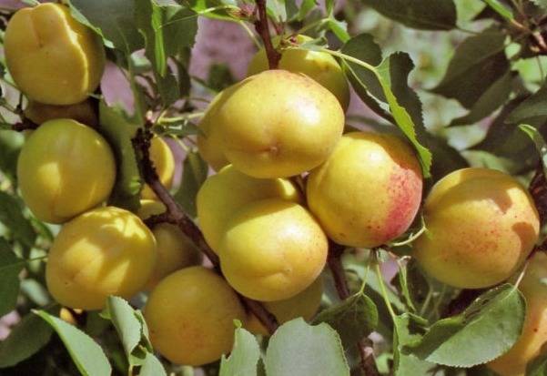 Особенности выращивания абрикоса сорта ульянихинский