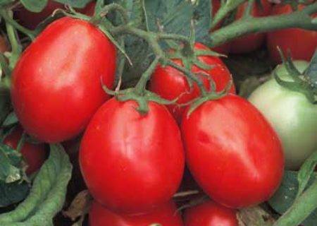 Неприхотливый гибридный сорт томатов бобкат: особенности посадки и выращивания