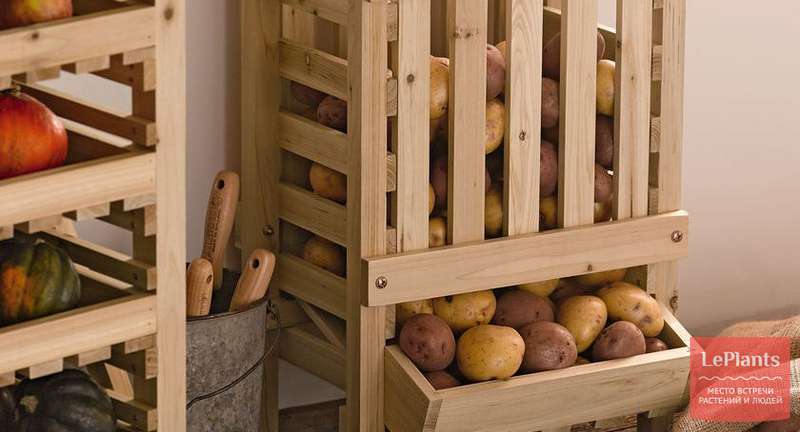 Как хранится картофель в разных условиях