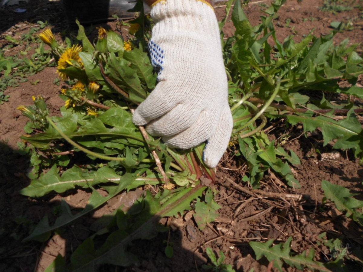 Крапива на какой почве растет. растения-индикаторы –, как определять состав и кислотность почвы на участке