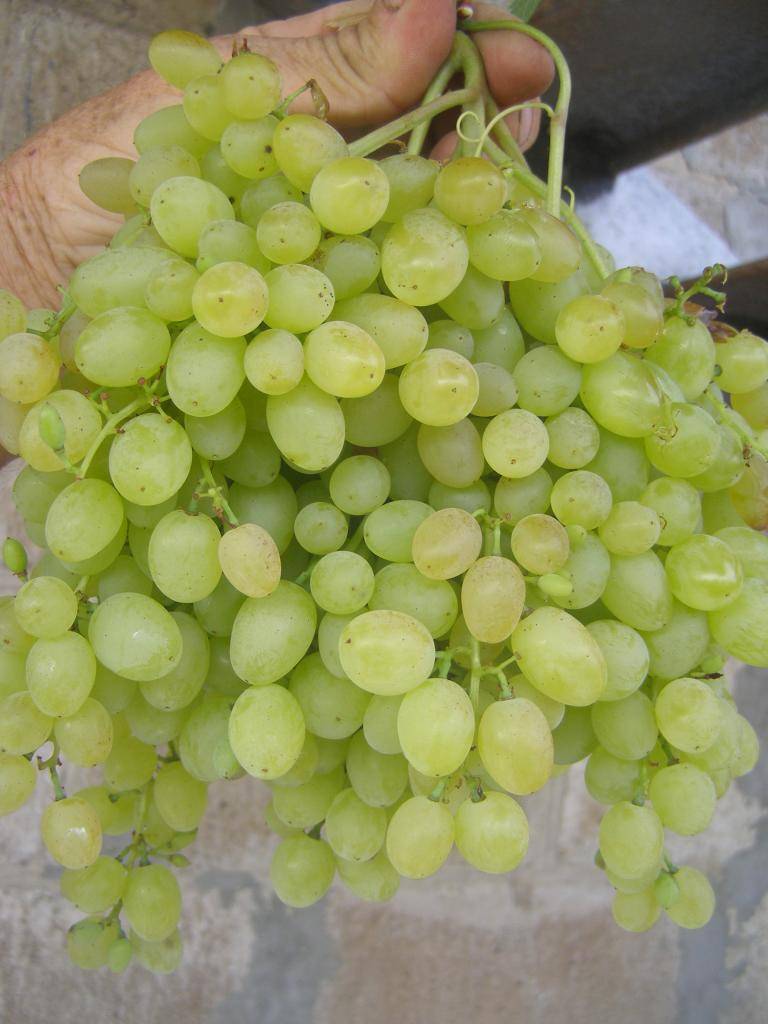 Виноград русбол фото. сорт винограда русбол: легкий уход и отличный урожай