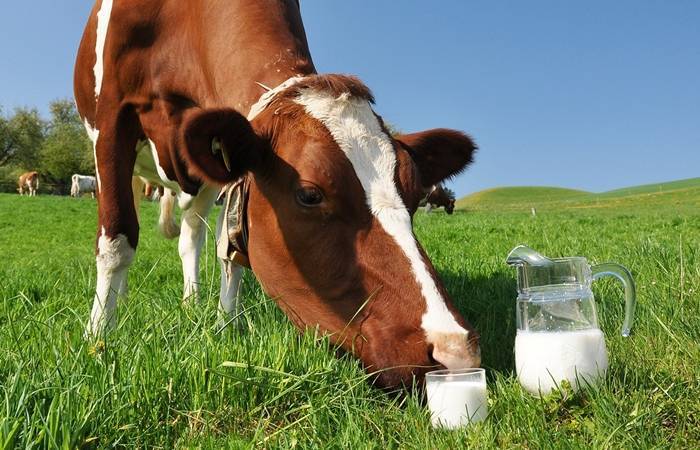 Почему у коровы после отёла меньше молока
