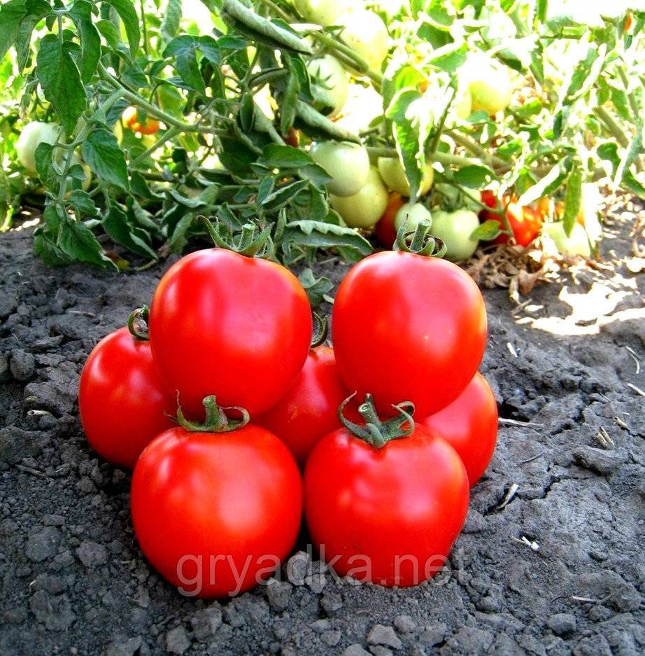 Выскоурожайный японский гибридный сорт томата «асвон f1»: описание, характеристика, посев на рассаду, подкормка, урожайность, фото, видео и самые распространенные болезни томатов